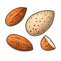 Two whole almonds nuts without shell. Vector color vintage engraving