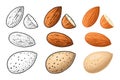 Two whole almonds nuts without shell. Vector color vintage engraving