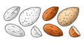 Two whole almonds nuts without shell. Vector color vintage engraving
