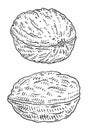 Two whole closeup walnuts in shell. Vector engraving black vintage illustration.