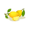 Two whole lemons with green leaves and small slice. Citrus fruit. Flat vector design for bottle of lemonade or tea Royalty Free Stock Photo