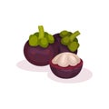 Two whole and one half of mangosteen. Ripe exotic fruit. Organic and tasty food. Detailed flat vector design