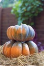 Two whole pumpkins laying on hay Royalty Free Stock Photo