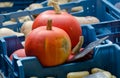 Two whole pumpkins at market of Brugge Royalty Free Stock Photo