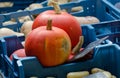 Two whole pumpkins at market of Brugge Royalty Free Stock Photo