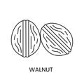 Two whole walnuts line icon in vector, nuts illustration. Royalty Free Stock Photo
