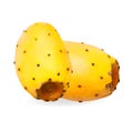 Two whole yellow prickly pears cactus fruits on white background with clipping path Royalty Free Stock Photo