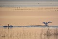 Two whooper swans Cygnus cygnus in lake, during sunset Royalty Free Stock Photo