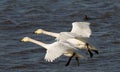 Two Whooper swans in flight