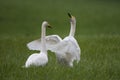 Two whooper swans Royalty Free Stock Photo