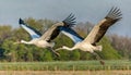 Two whooping crane birds - Grus americana - is an endangered crane species, native to North America named for its whooping calls Royalty Free Stock Photo