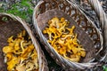Two wicker baskets full of fresh raw Chanterelles Cantharellus mushrooms gathered during mushroom hunting in autumn  in Poland Royalty Free Stock Photo