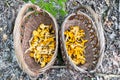 Two wicker baskets full of fresh raw Chanterelles Cantharellus  mushrooms gathered during mushroom hunting in autumn  in Poland Royalty Free Stock Photo