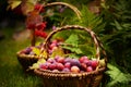 Two wicker baskets full of plums, fern in the background fall harvest, autumn Royalty Free Stock Photo