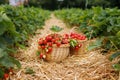 Two wicker baskets of red ripe strawberries in straw-covered passage between rows in field Royalty Free Stock Photo