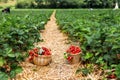Two wicker baskets of red ripe strawberries in straw-covered passage between rows in field Royalty Free Stock Photo