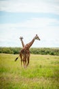 Two wild giraffes on the grass Royalty Free Stock Photo