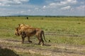 Two wild adult lions walk side by side along a path in the African savanna.
