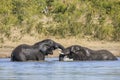 Two wild african bush elephants, in Kruger park Royalty Free Stock Photo