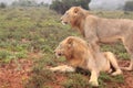 Two wild african male lions