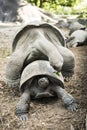 Tortoises mating Royalty Free Stock Photo