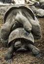 Tortoises mating Royalty Free Stock Photo