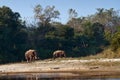 Two wild Asian Elephant in Bardia, Nepal Royalty Free Stock Photo