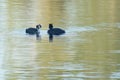 Australasian Crested Grebes Royalty Free Stock Photo