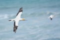 Australasian gannets in flight