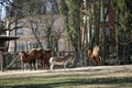 Two Wild Bactrian camels & x28;Camelus bactrianus& x29; and a Turkmenian kulan & x28;Equus hemionus kulan& x29; in Zoo Mulhouse Royalty Free Stock Photo