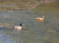 Two wild beautiful ducks swim peacefully in the green, rippled water surface of the forest pond Royalty Free Stock Photo