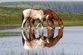 Two wild beautiful horses on the pond Royalty Free Stock Photo