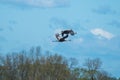 Two wild birds Grus grus, the Eurasian crane, blue sky Royalty Free Stock Photo