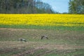 Two wild birds Grus grus in spring fields Royalty Free Stock Photo