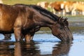 Two wild black horses drinking water Royalty Free Stock Photo