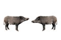 Two wild boar isolated on white Royalty Free Stock Photo
