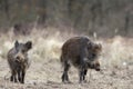 Two wild boars Royalty Free Stock Photo