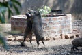 Two wild boars in the fight Royalty Free Stock Photo