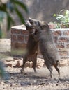 Two wild boars in the fight Royalty Free Stock Photo