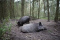 Two wild boars in the forest Royalty Free Stock Photo