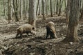 Two wild boars in the forest among the trees. Royalty Free Stock Photo