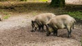 Two wild boars sniffing Royalty Free Stock Photo