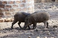 Two wild boars on stony ground Royalty Free Stock Photo