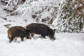 Two wild boars Sus scrofa in the winter mountain forest Royalty Free Stock Photo