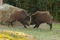 Two wild boars fighting Royalty Free Stock Photo