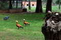 Two wild brown ducks in the park on a green lawn. Royalty Free Stock Photo