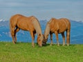 Two wild brown horses eating grass in the meadow Royalty Free Stock Photo