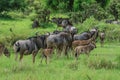 Wild Wildebeest in the Mikumi National Park, Tanzania
