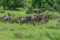 Wild Wildebeest in the Mikumi National Park, Tanzania