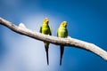 Two wild budgerigars in central Australia. Royalty Free Stock Photo